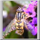 Helophilus pendulus - Gemeine Sumpfschwebfliege 11.jpg